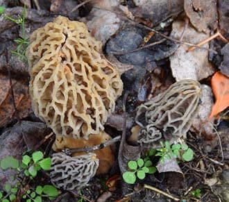 - MOREL HABITAT KIT® Morel Mushroom Growing Kit (Morchella), Compatible with Any Soil Type Across the U.S., Outdoor Garden & Backyard Cultivation Set with Full Instructions - Made in the USA