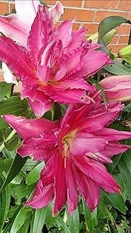 SVG® Double Oriental Lily Flower Bulbs for Home and Gardening, pack of 5 Bulbs (DARK PINK)