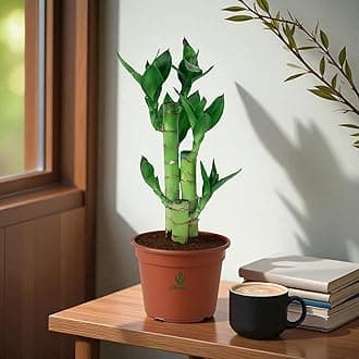 Amulya Farms Lucky Bamboo Lotus Bonsai Plant | Indoor Live Plants for Living Room, Home, Office, Table, Kitchen & Desk Decor Feng Shui Gift Plant with pot