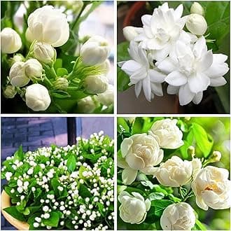 100+ Climbing Jasmine Flower Seeds for Planting-Non-GMO Jasmine Gardenia Plant Fragrant Flower Garden Home