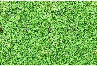 Creative Farmer Pearl Grass Buffalo Trays (Almost 100 Seedling In Tray) Soft Lawn (Healthy Live Plant) (Pack of 2)