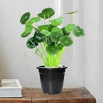 TreeGoo Lucky Coin Money Plant with Pot - Easy Care, Air-Purifying Indoor Plant for Home and Office Decor