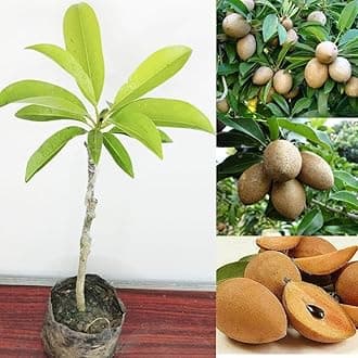 Golden Bloom Thai Kalapati Grafted Chiku Fruit Plant, Chiku Plant Grafted Fruit & Tree (In Just Under 1.5-2 Years u Get Fruits)