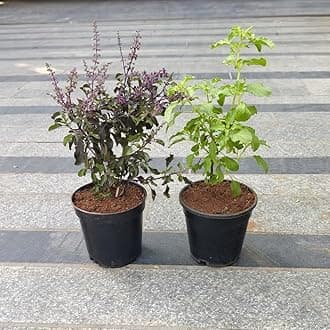 inglis PLANTOPIA Live Ayurvedic Rama And Shyama Tulsi (Pack 2), Kali | Hari Tulsi plant | Rama | Krishna tulsi for pooja Holy plant for Garden with plastic pot