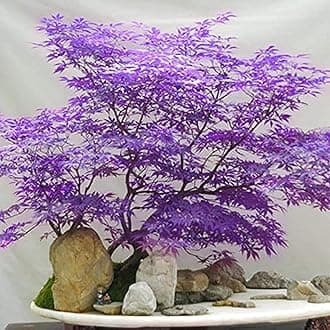 30+Ghost Purple MapleTree to Plant Outdoor-Rare Acer Palmatum Tree Hardy Non-GMO Heirloom Plant Decor Garden Home
