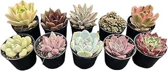 Sprout N Green10 Pack Rosettes Succulents Plants Live, Mini Succulents in 2" Starter Planter with Potting Mix, Rare Plants for Indoor House Home Garden Wedding Decor Party Favor DIY Gift