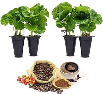 Coffee Plant Arabica Real Live Plant for Sale (8 Pack) | Coffee Lover's Dream | Easy to Grow Live for Planting | Grow Your Own Food on Your Edible Organic Garden |
