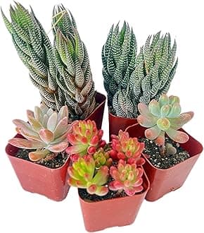 Sprout N Green 5 Pack Assorted Succulents Plants Live, Including Haworthia Succulents, Rare Home Plants for Indoor House Home Garden Wedding Decor Party Favor