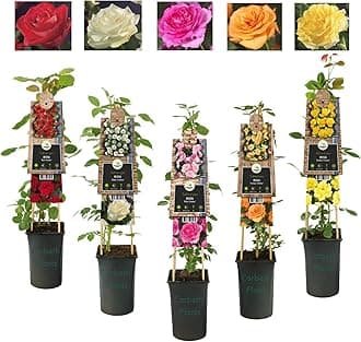 Climbing Rose in 2 Litre Pot - Golden, Pink, Red, White and Orange - Excellent Rose for Walls, Pillars Trellises and Arches (Orange)