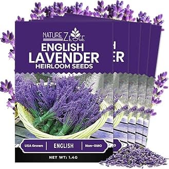 NatureZ Edge 7500 English Lavender Seeds for Planting Outdoors or Indoors, 90% Germination, to Give You The Lavender Plant You Need, Non-GMO, Heirloom Herb Seeds (5 Pack)