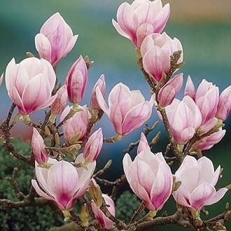1 x Magnolia Soulangeana Deciduous Hardy Shrub Plant - Saucer Magnolia Deciduous Garden Shrubs Ready to Plant - Large Spreading Trees for Garden with Fragrant Blooms (9cm Pot, 20-30cm)