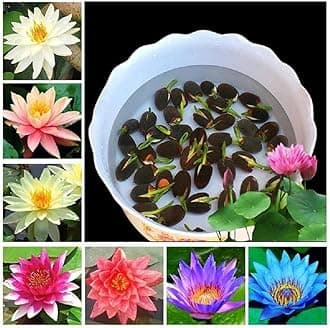 - Amulya FARMS & NURSERY All Season Lotus Flower Hybrid Japanese Seeds for planting | Pack of 25 | 100% IMPORTED | 95% Germination Rate | Dwarf Rainbow Lotus | Kamal Gatta Beej | Exotic Variety