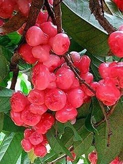 OhhSome High Yielding Hybrid Tropical Fruit Live Plant Rose Water Apple 1 Healthy Plant
