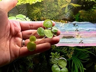 15x Frogbits Live Aquatic Plants Aquarium Pond Freshwater Floating Plant Planted Tank