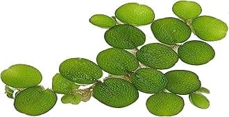 24 Water Spangles (Salvinia Minima), Live Aquarium/Aquatic/Floating/ Pond/Beginner Plant by G&Z