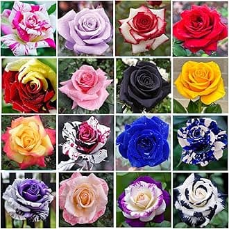 400+ Rose Seeds for Planting Flower Perennial Rare Rose Seeds Non-GMO Heirloom Flower Garden Home Great Gardening Gifts