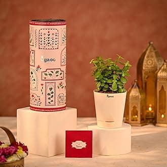 Ugaoo Jade Mini Plant Diwali Gift - Jade Mini Live Plant | Self Watering Pot | Diwali Greeting Card | Plant as a Diwali Gift