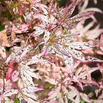 Acer Ukigumo - Floating Cloud Maple - Hardy Outdoor Tree for Gardens and Patios - Ornamental Deciduous Plant with Variegated Leaves in Pot (10 Litre Pot, 70-80cm)