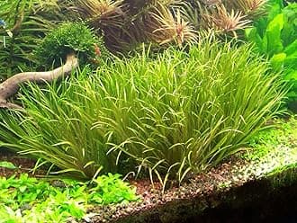 Blyxa Japonica - Tropical Aquarium Oxygenating Live Plants for aquascaping