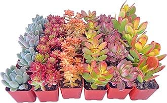 Sprout N Green 30 Pack Assorted Succulents Plants Live, Including Jade Succulents, Rare Home Plants for Indoor House Home Garden Wedding Decor Party Favor