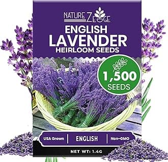 NatureZ Edge1500 English Lavender Seeds for Planting Outdoors or Indoors, 90% Germination, Lavender Plants, Non-GMO, Heirloom Herb Seeds (1 Pack)