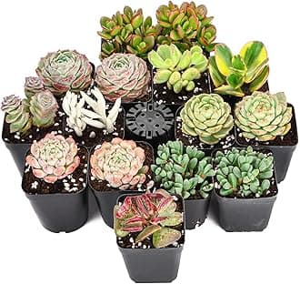 Sprout N GreenLive Succulent Plants, 15 Pack Assorted Real Succulents Potted in 2" Starter Pot, Rare Small Plants for Home Garden Outdoor Wedding Decor Party Favor DIY Project