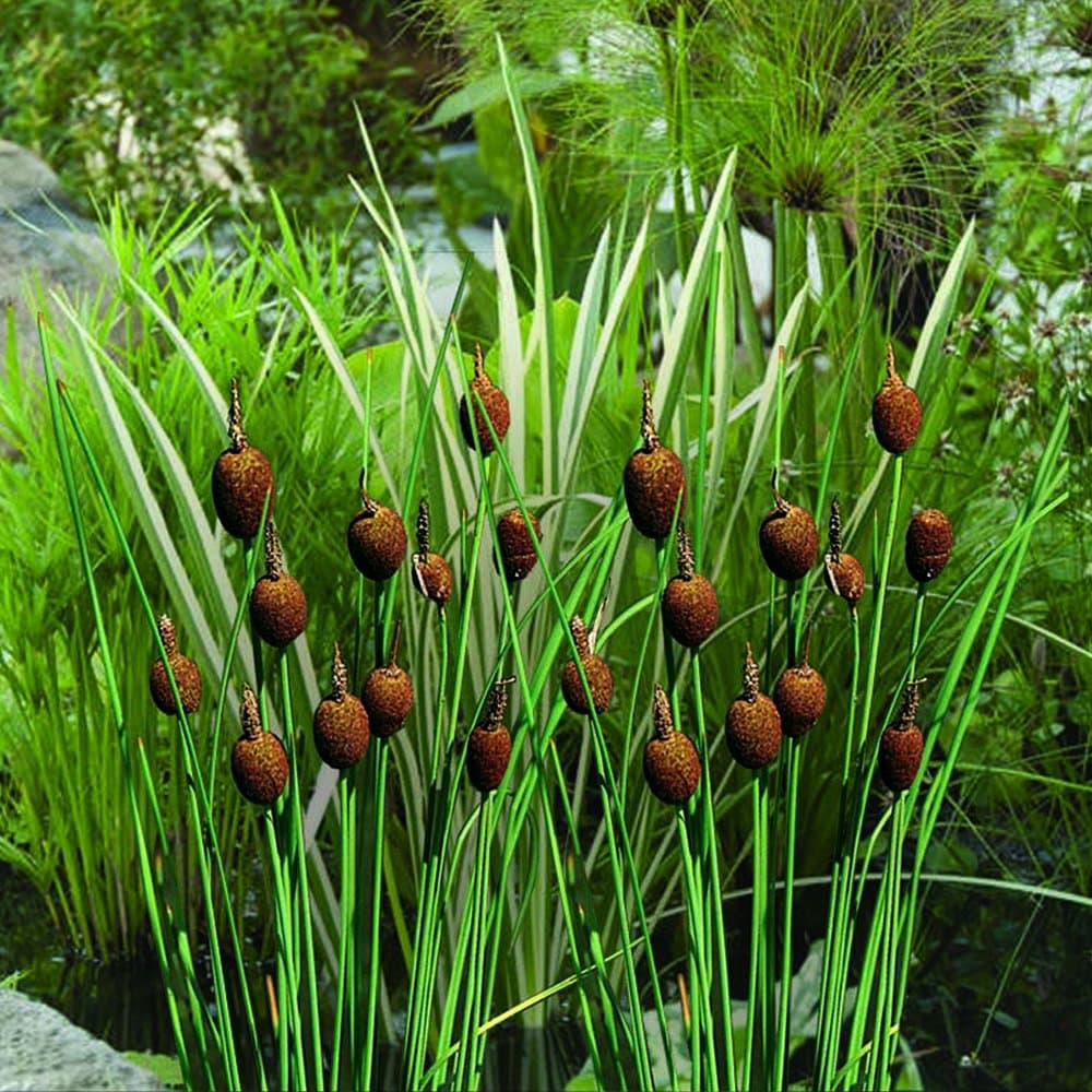 Marginal Bog Plant Mini Cattail Typha Gracilis - Root