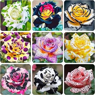 165+ Exotic Perennial Rose Seeds for Planting - Non-GMO Rare and Beautiful Rose Seeds for Garden Patio for Outdoor Planting
