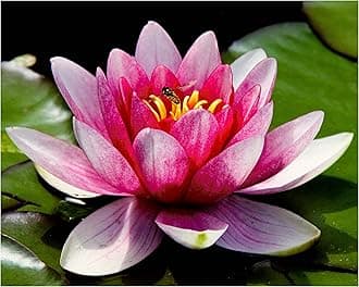 Aquatic Plant Pond Soil - 1000ml Lily, Tropical Lotus, Water Iris & Pond Plant Peat Free Compost - Hydrate at Home