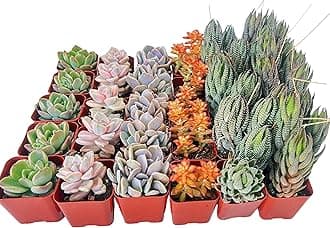 30 Pack Assorted Succulents Plants Live, Including Haworthia Succulents, Rare Home Plants for Indoor House Home Garden Wedding Decor Party Favor