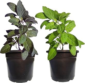 HN Organics Tulsi Plant Live Combo with Pot [ Rama Tulsi & Krishna Tulsi ] (Tulsi Combo | Small)