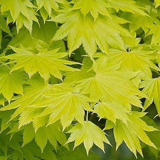 Acer shirasawanum 'Aureum' | Japanese Maple Deciduous Potted Trees for Small Gardens | Premium Bushy Plant Shrub Tree in Pot (50-70cm (Incl. Pot))
