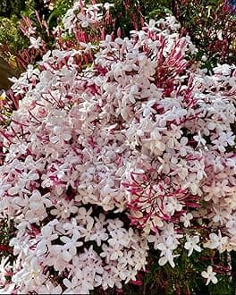 Pink Jasmine Live Flower Plant | Original Jasminum Polyanthum | Pink Bud Kundo | Hybrid Plant | American Jasmine | Beautiful Flowering Shrub | (Jasminum Polyanthum)