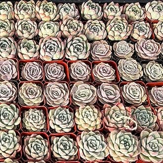 Sprout N Green Live Succulent Plants, 54 Pack Assorted Succulents Potted in 2" Starter Pot, Real Small Indoor House Plants for Home Garden Outdoor Wedding Decor Party Favor
