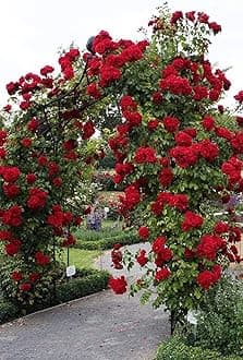 Radiant Vivid Red Climbing Rose in A 3 Lt Pot for Outdoor Gardening, Gifting, Garden Walls, Pillars, Arches & Trellises