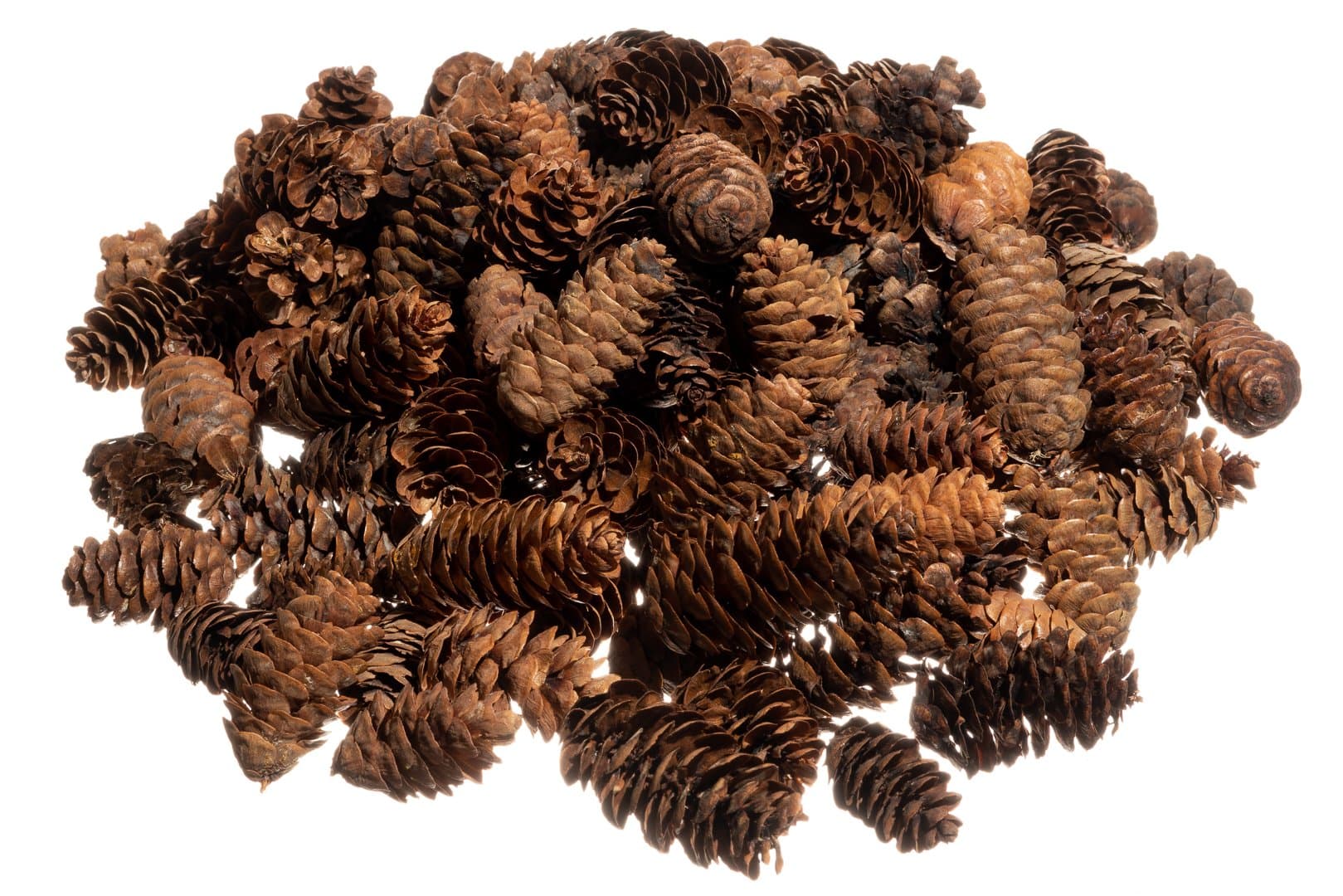 Pine Cones | Small Pine Cones | Mini Black Spruce Pine Cones | Pine Cone Filler | (19 Ounces) | Plus Free Nautical Ebook by Joseph Rains