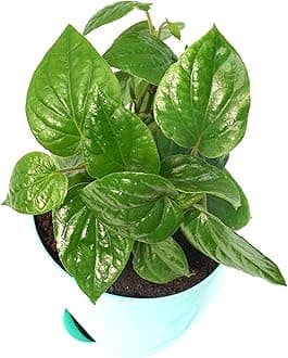Betel Leaf Magai Pan in Self Watering Pot by Veryhom