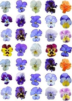 30 x Printed Mixed Colour Pansy Flower Cake Toppers Edible Wafer Paper