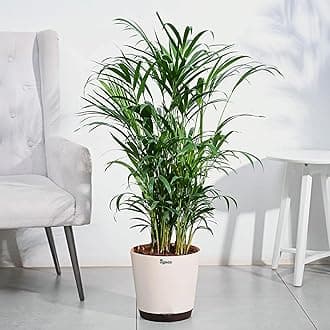 - UGAOO Areca Palm Natural Live Indoor Plant with Pot - Extra Large