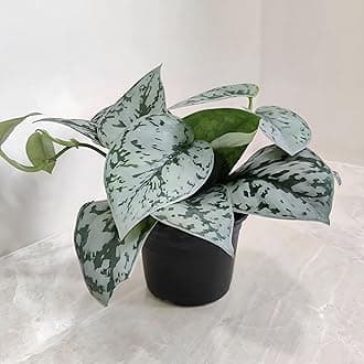 TreeGoo Satin Pothos Lucky Money Plant with 4-Inch Black Pot - Easy Care, Air-Purifying Indoor Plant for Home and Office Decor (New Variety)