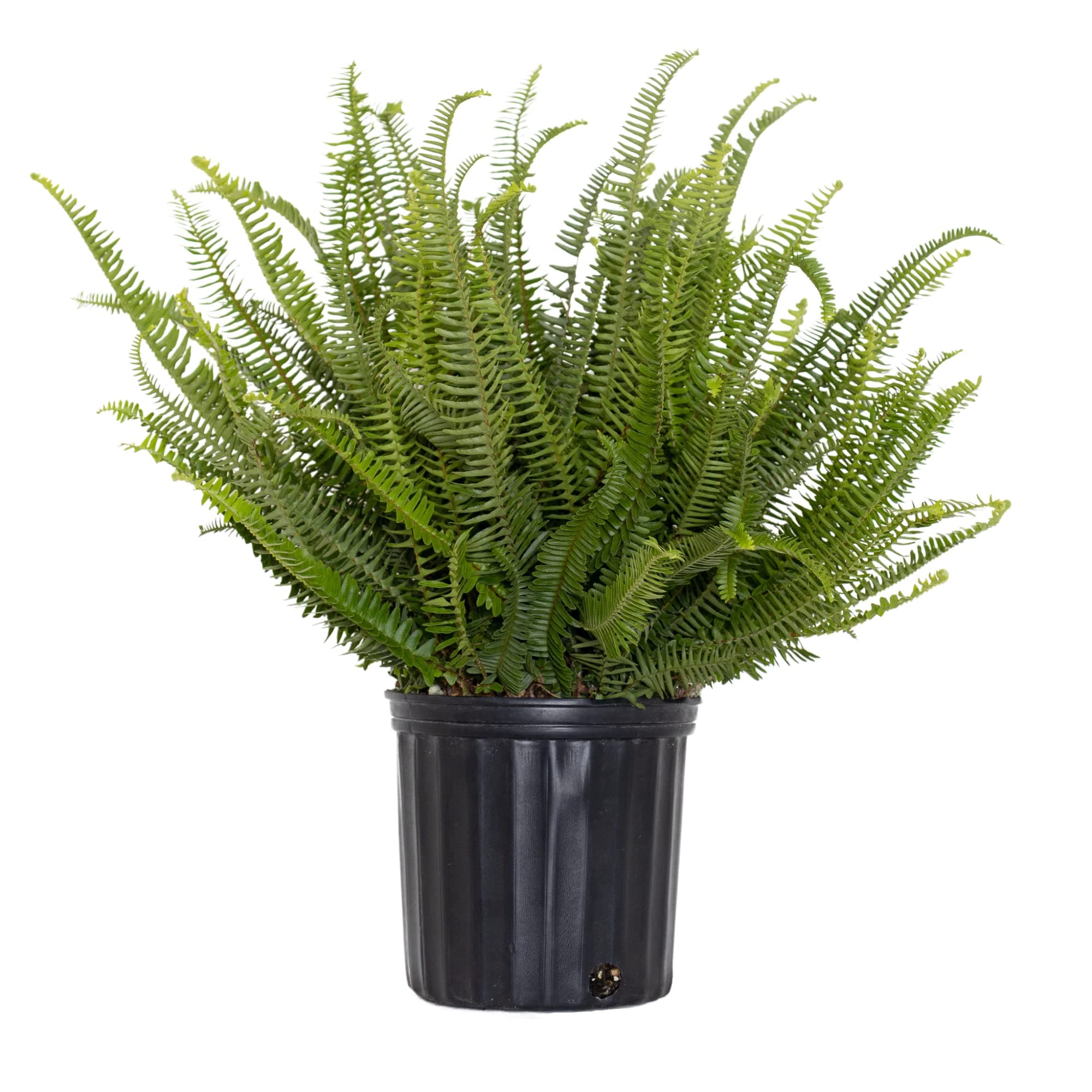 United Nursery Kimberly Queen Fern, Live Indoor and Outdoor House Plant. 26" Shipping Size. Shipped Fresh in Grower Pot from Our Florida Farm