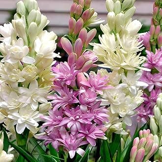 Beejhub -Tube Rose | Rajanigandha | Pack of 22 Bulb | All Season | Hybrid | 95% Germination Rate | Aromatic Flower | Mix Color | Fresh Bulb |