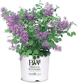Proven Winners Bloomerang® Dark Purple Lilac - #1 Gallon | Reblooming Fragrant Flowers | Compact Size | Deer Resistant Spring & Summer Blooms