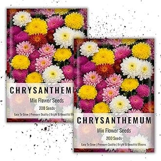 Chrysanthemum Flower Seeds For Planting & gardening | Chrysanthemum Flower Seeds | 200 Flower Seeds Each Pack (Chrysanthemum Flower Seeds) Pack of 2