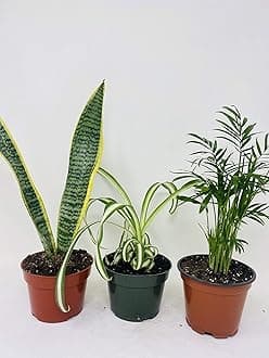 House Plant Collection - Parlor Palm, Spider Plant, Snake Plant