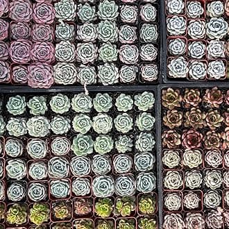 Sprout N GreenAssorted Live Succulent, 72 Pack Succulents Plants Fully Rooted in 2" Pot, Hand Selected Variety Small Indoor House Plants for Collection Wedding Decor Party Favor