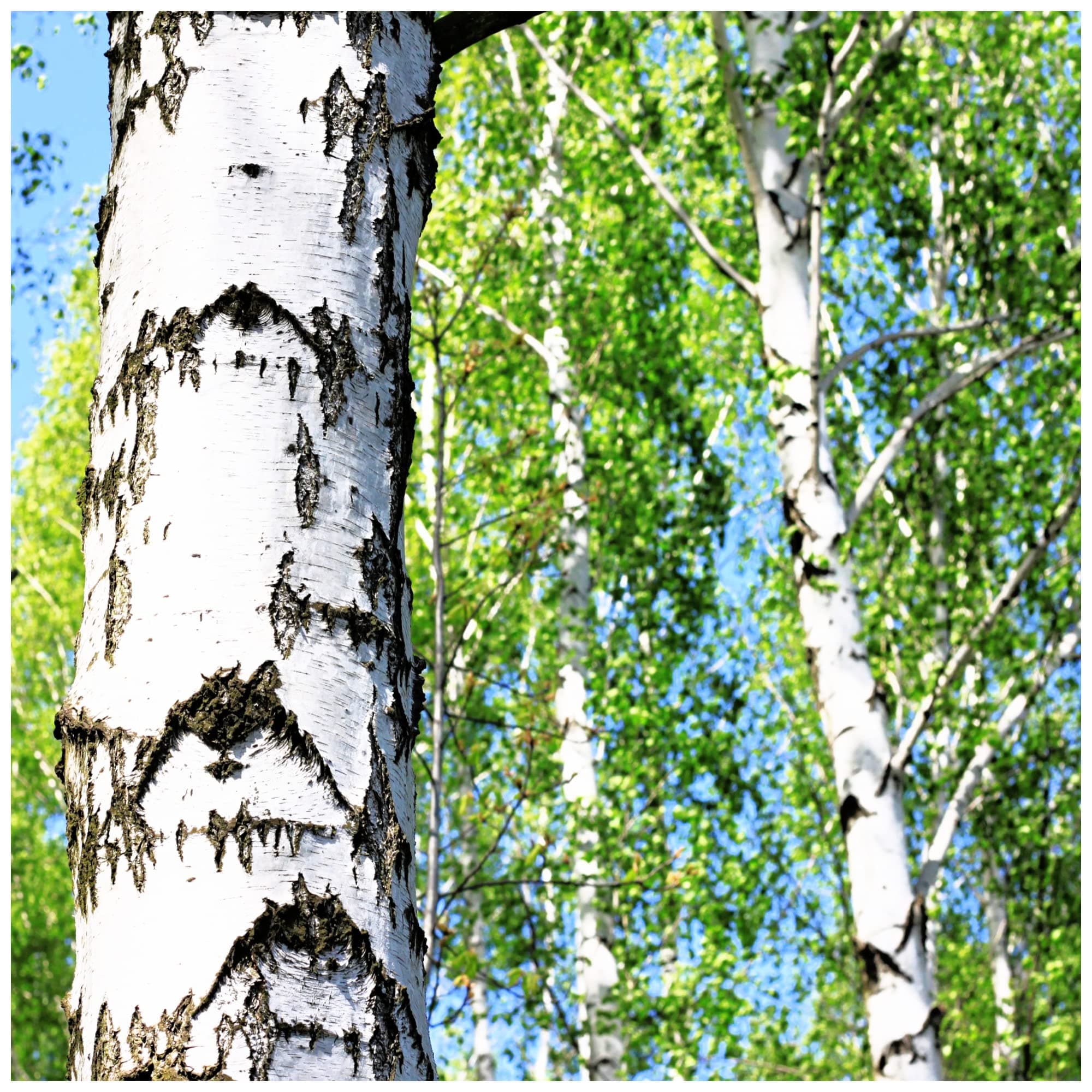 1 Silver Birch Tree 4-5ft Tall in 2L Pot, Stunning Winter Colour, Betula Pendula Plants 3fatpigs®