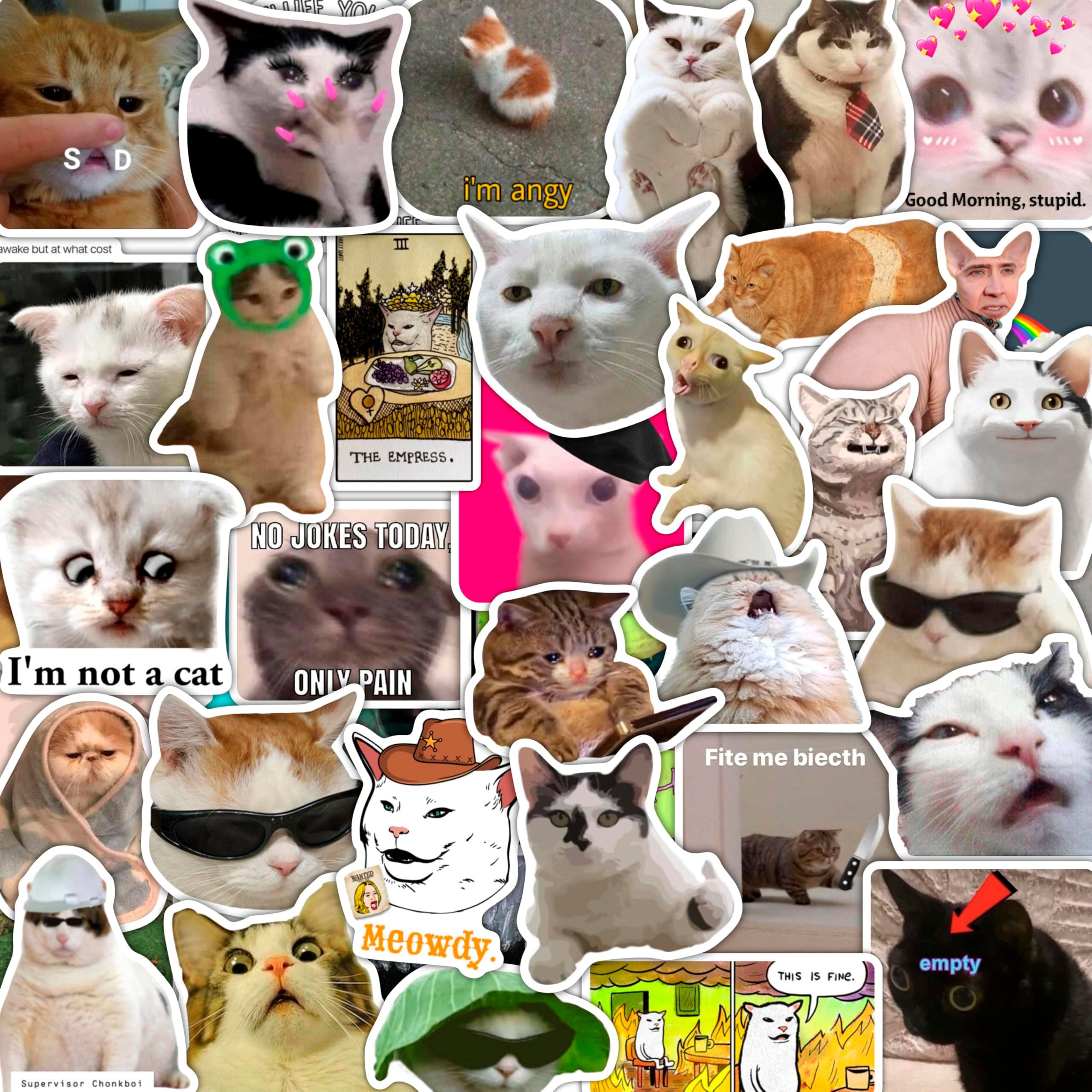 Cat Meme Stickers