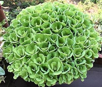 Large Water Cabbage Live Plants (Pistia stratiotes) - Water Lettuce/Nile Cabbage/Water Rose/Aquatic Floating Subtropical Freshwater Plant for Pond, Fish Tank, Aquarium - 5+ Count