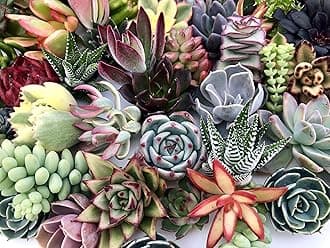 10 Assorted Live Succulent Cuttings, No 2 Succulents Alike, Great for Terrariums, Mini Gardens, and as Starter Plants by The Succulent Cult